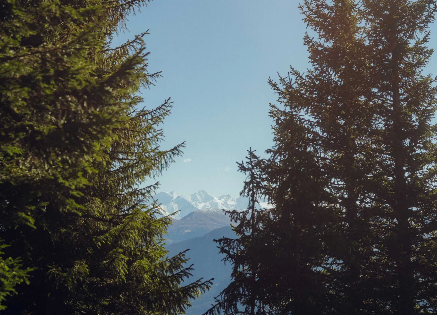 View through trees at snow-capped mountains
