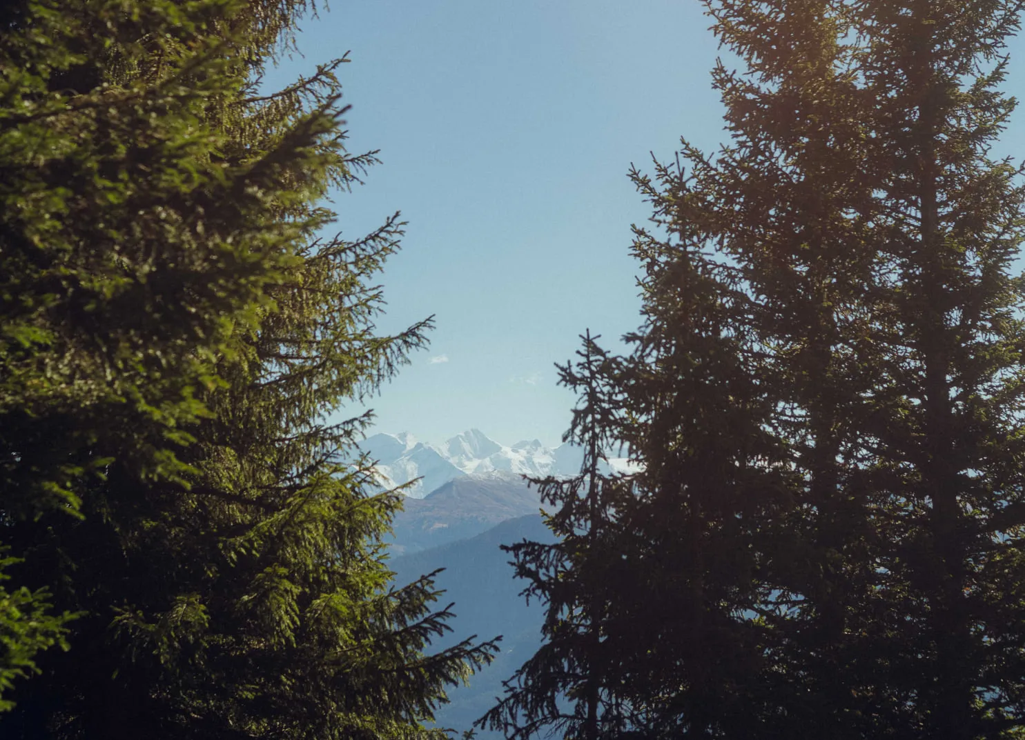 View through trees at snowy mountains