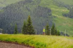 Grüne Landschaft mit Kiefern und fernen Bergen