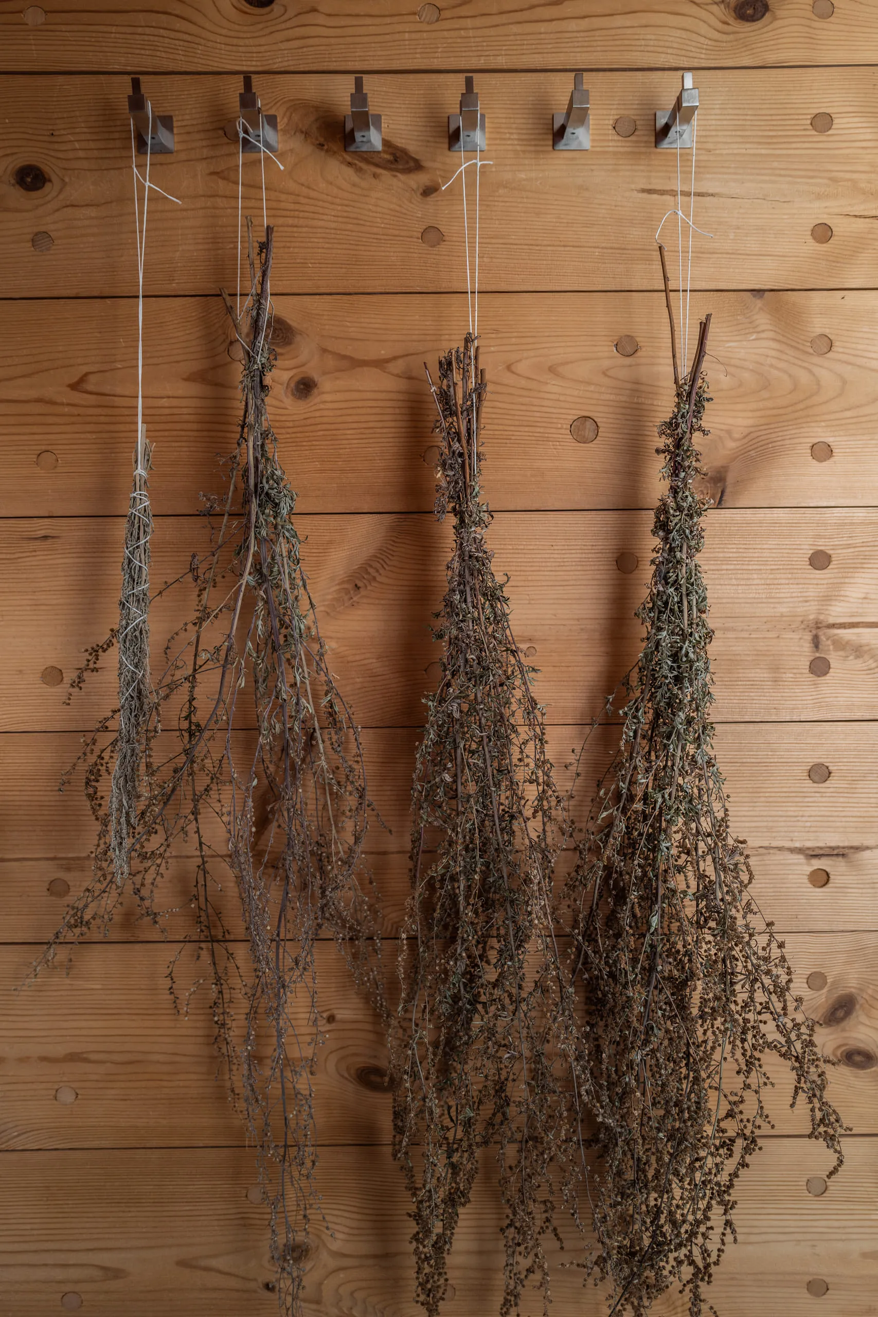 Dried herbs hanging on wooden panels.
