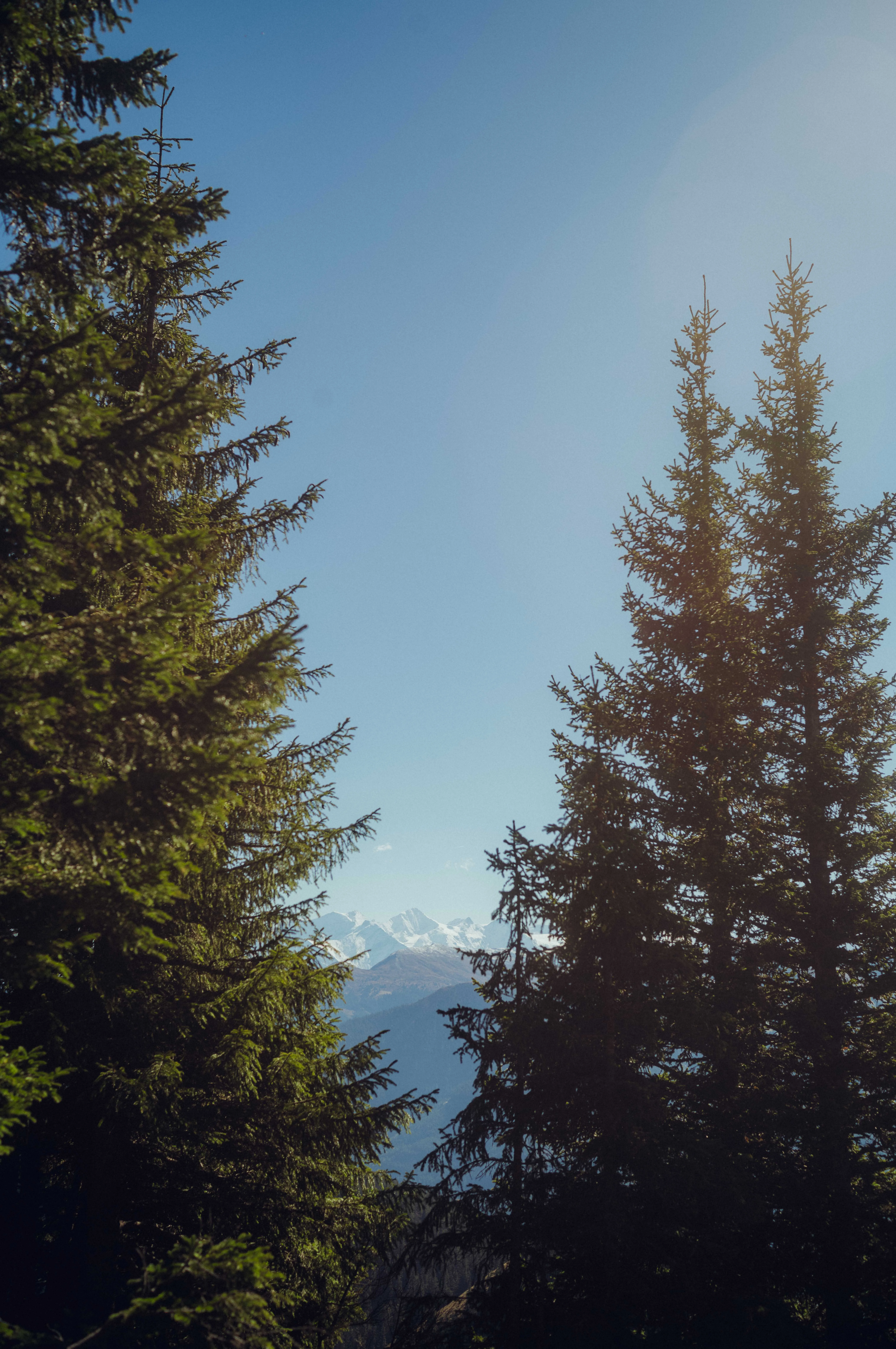 Blick auf einen klaren Himmel über Tannenbäumen und schneebedeckten Bergen.