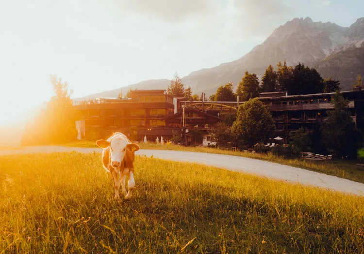 Kuh auf einer Wiese bei Sonnenuntergang mit Berglandschaft im Hintergrund