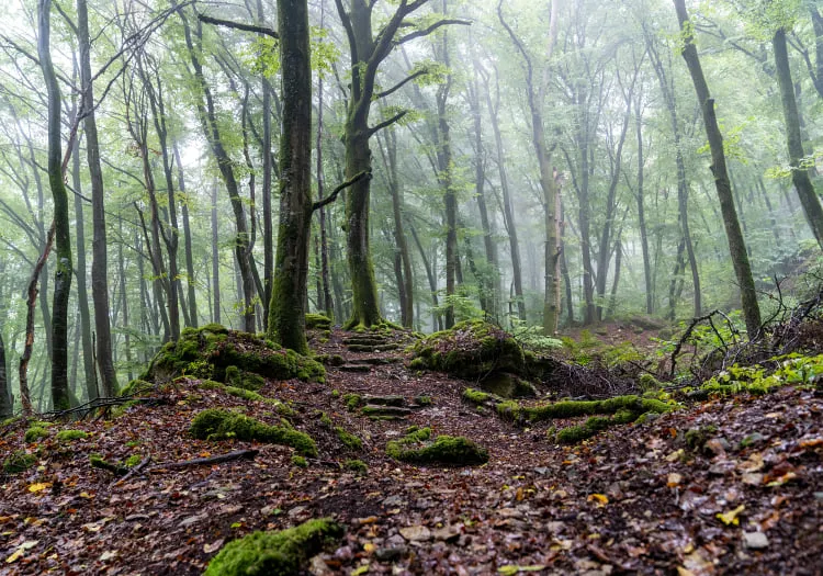 Weg durch einen nebligen Wald mit grünem Moos und nassem Boden
