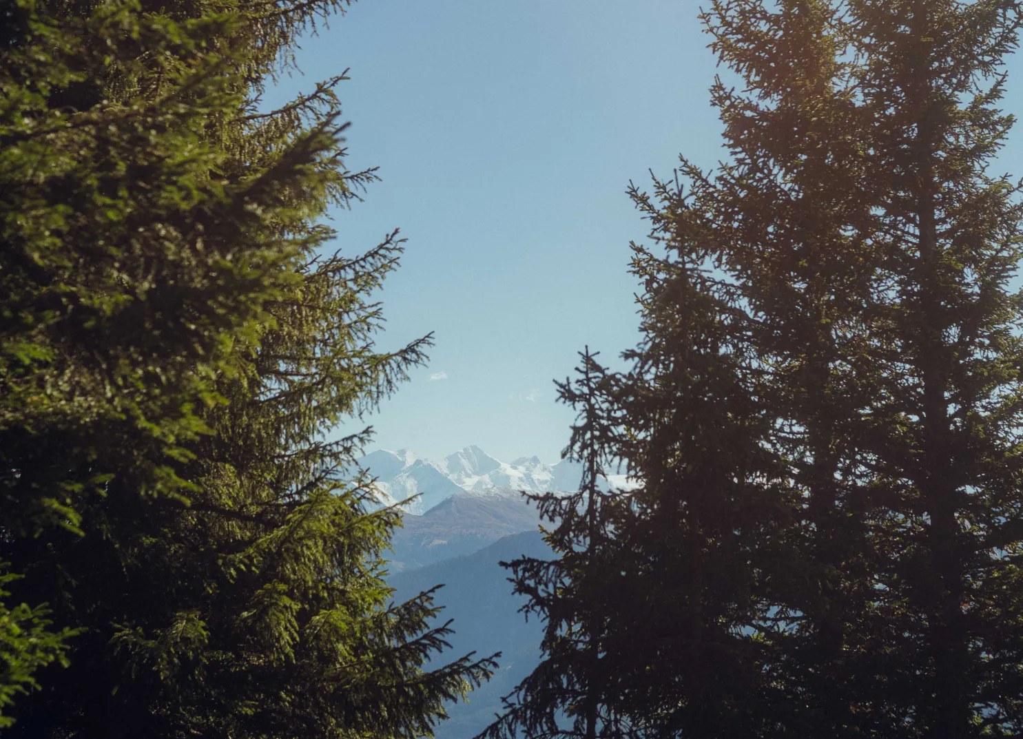 Blick durch Bäume auf schneebedeckte Berge