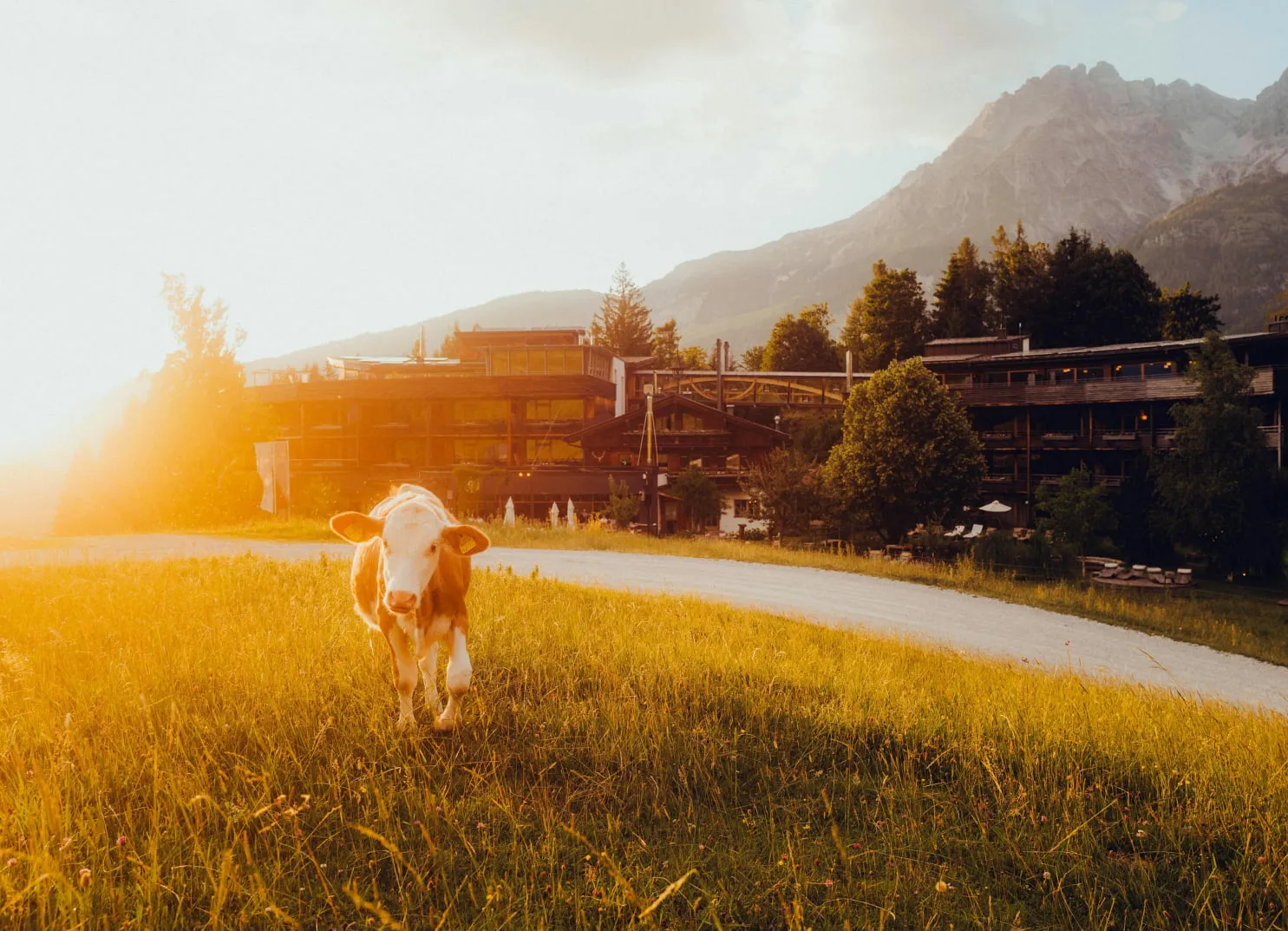 Eine Kuh, die in einem sonnenbeschienenen Feld grast, nahe einem modernen Gebäude und Bergen.