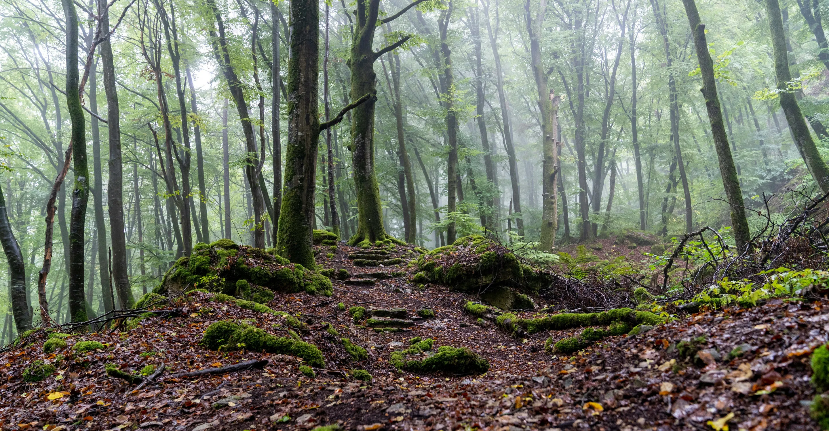 Zv1FyLVsGrYSwSDU_hendrik-morkel(1)