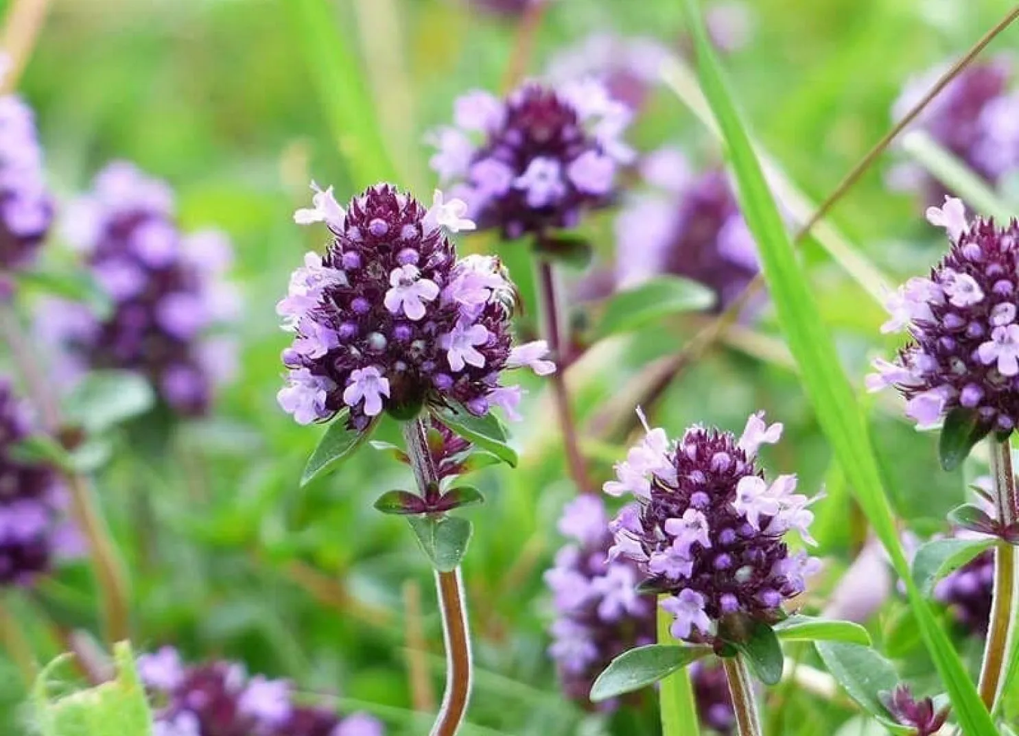 Purple thyme flowers in a green field