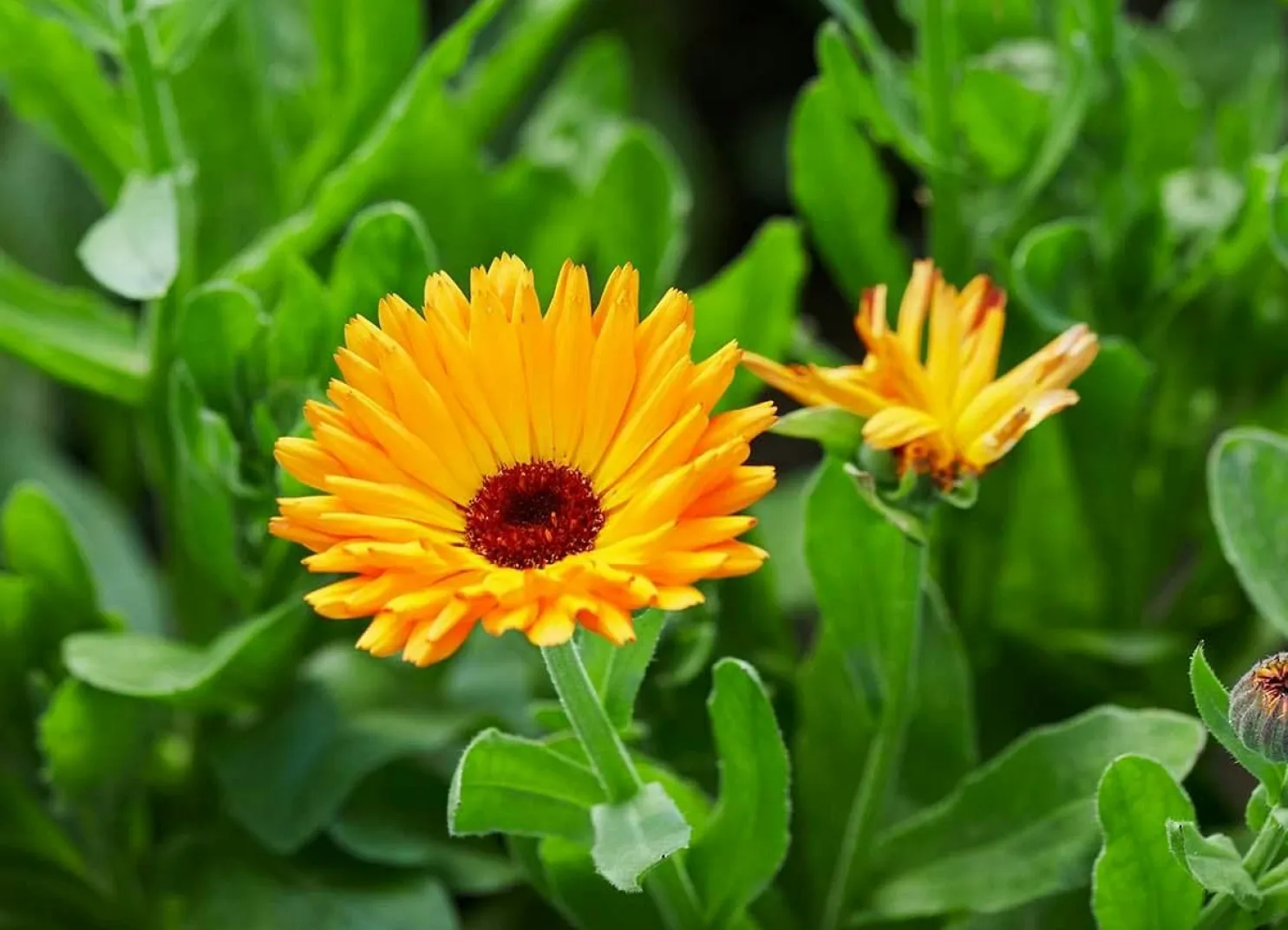 Bright orange flowers with green foliage.