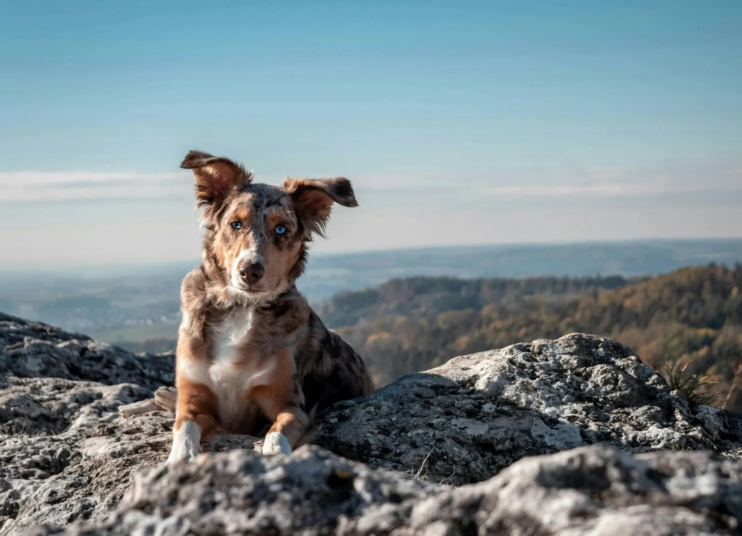 Dog on a rock with a hilly landscape in the background