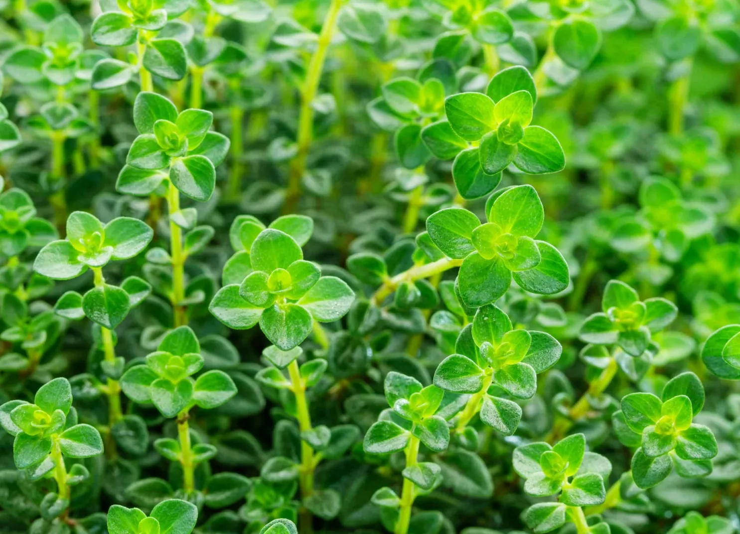 green thyme plants with small leaves