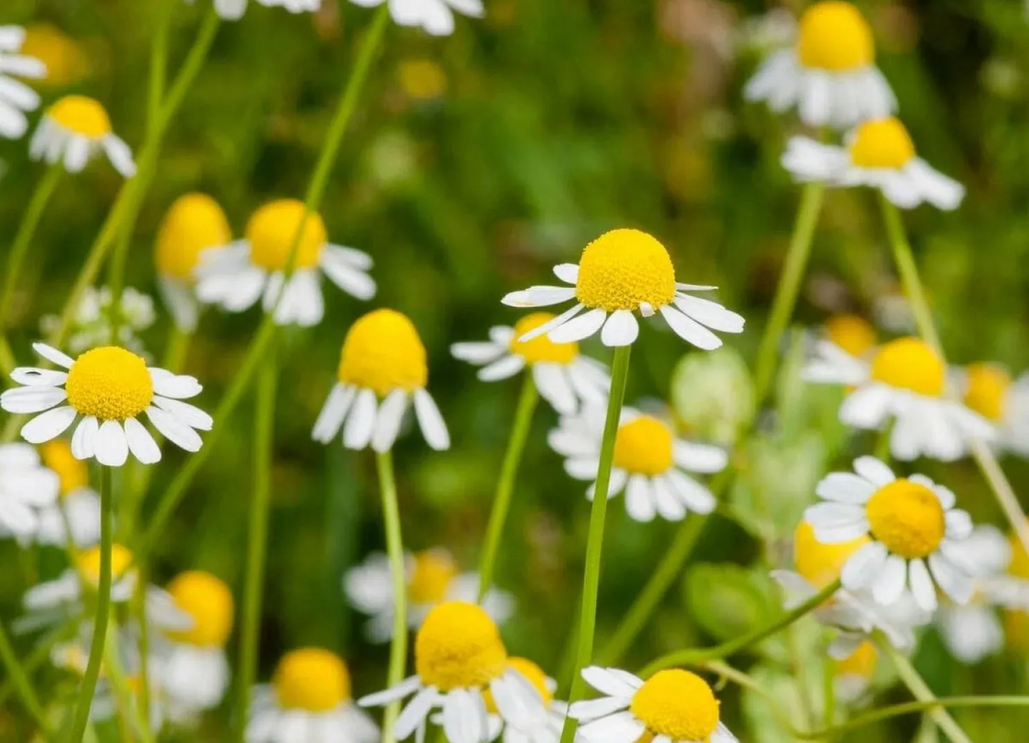 Field of chamomile flowers with yellow centers
