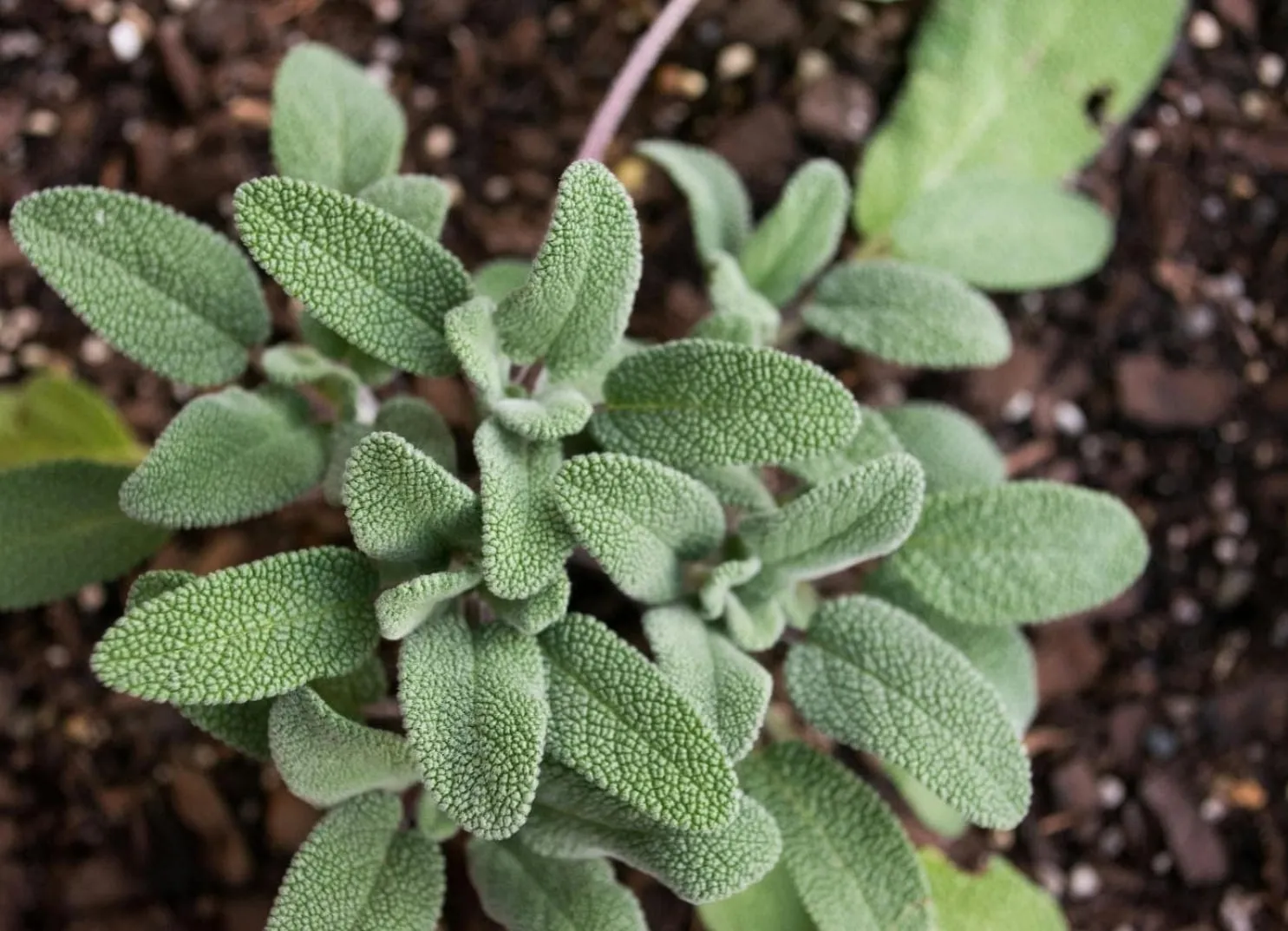 Sage plant with green, textured leaves