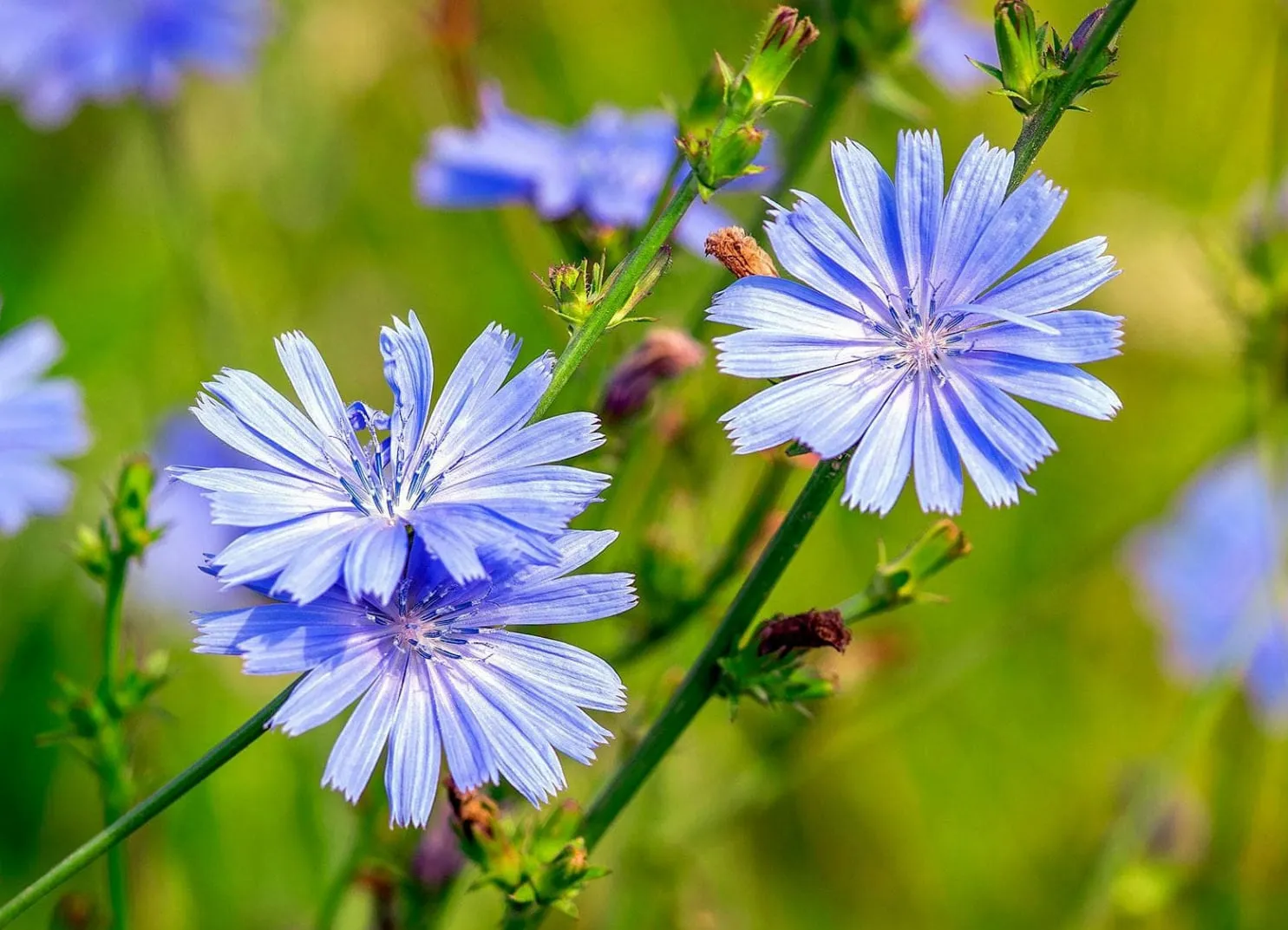 Blue flowers in a green meadow
