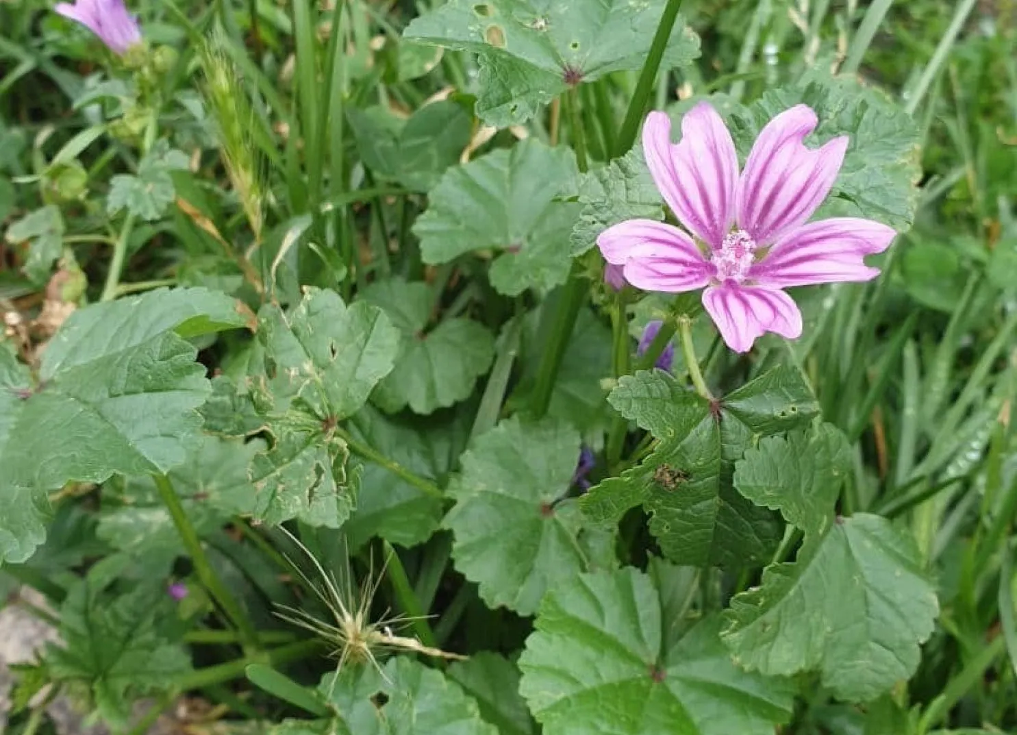 Pink flower among green leaves and grass