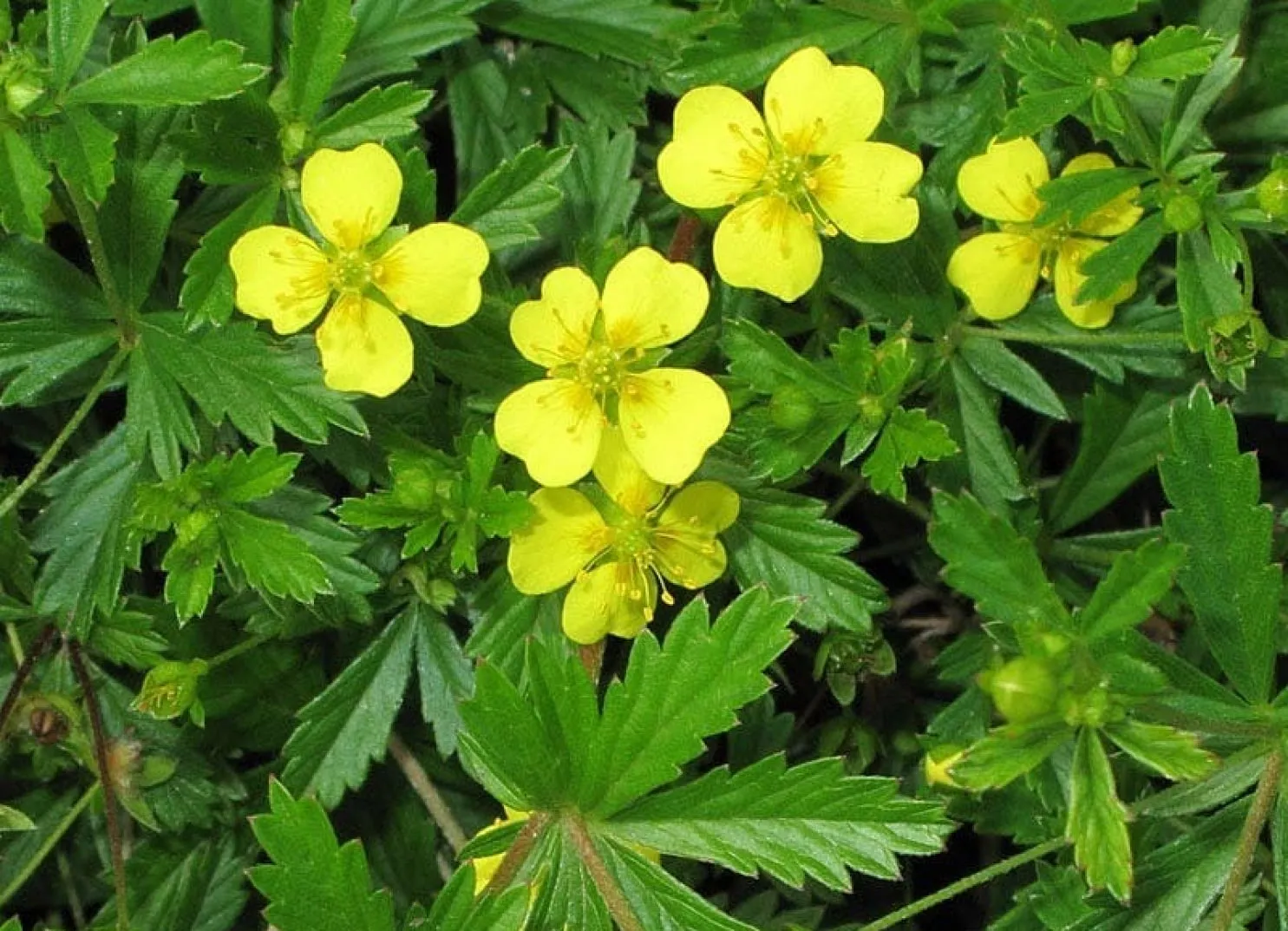 Yellow flowers with green leaves