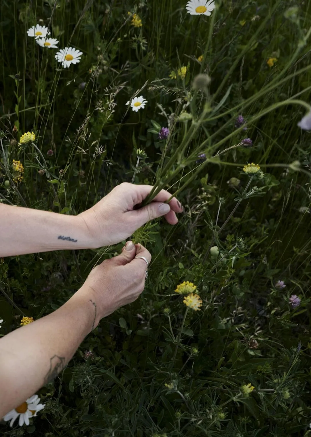 Hände, die Wildblumen in einem Feld halten