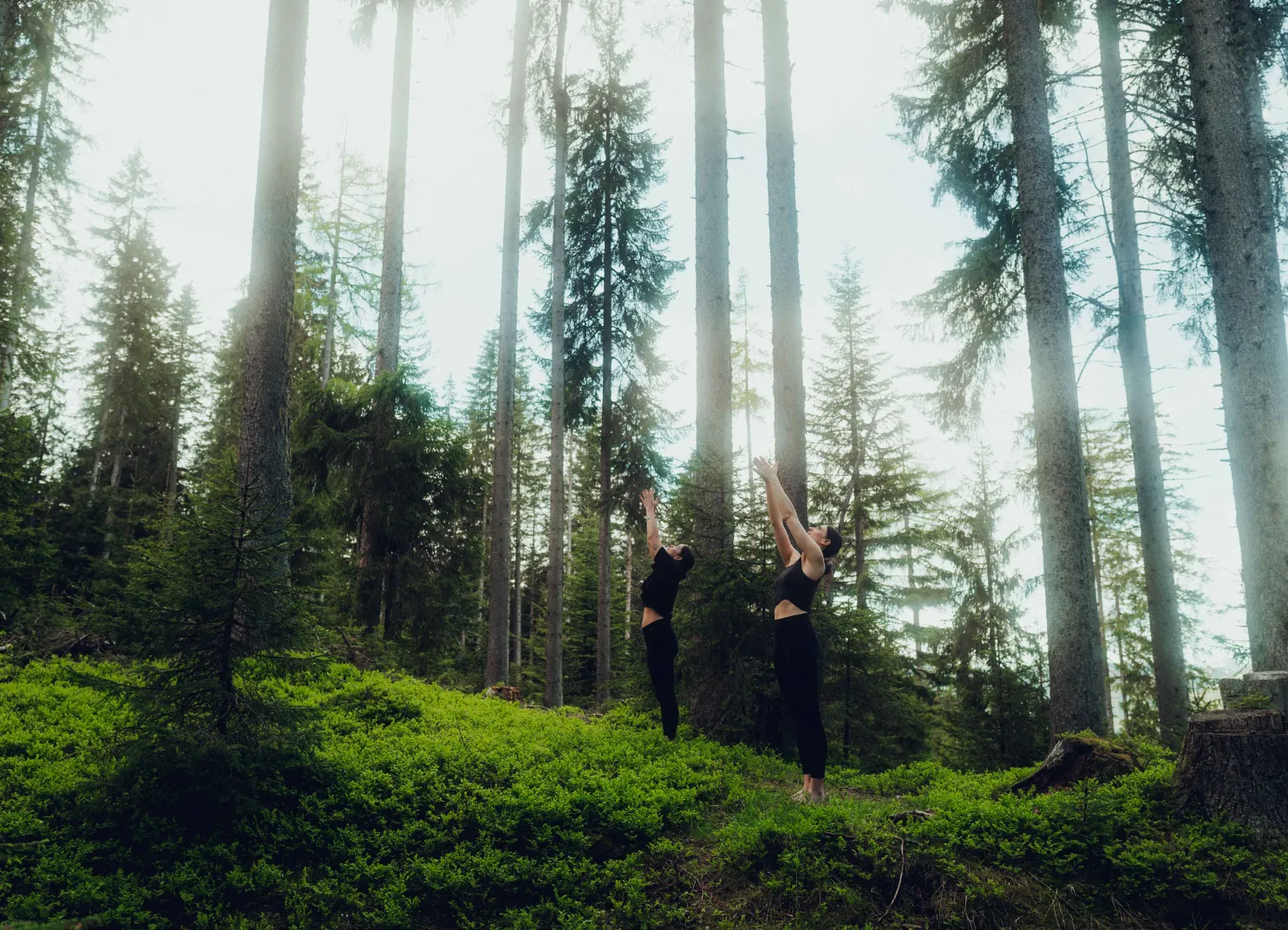 Zwei Personen machen Yoga im Wald zwischen hohen Bäumen.