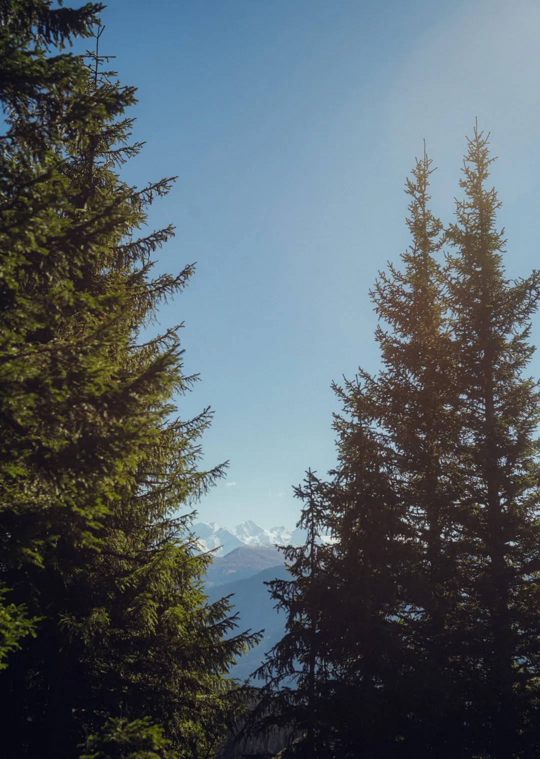 View through trees showcasing mountains and blue sky